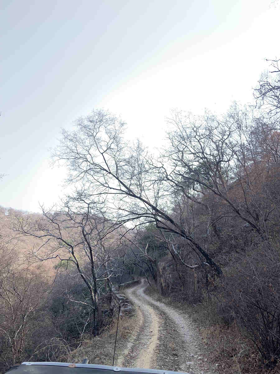 In pics: Chasing the elusive big cat and jeep breakdown add to thrill in Kolkata boy’s Sariska safari